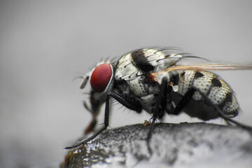 Anthomyia is a genus of flies in the family Anthomyiidae.  They look like small house flies, but...