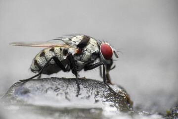 Anthomyia is a genus of flies in the family Anthomyiidae.  They look like small house flies, but...