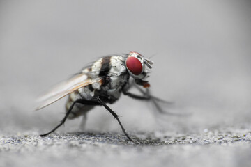 Anthomyia is a genus of flies in the family Anthomyiidae.  They look like small house flies, but generally have a striking black-and-white pattern