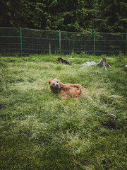 Brown bear in bear shelter in Carpathians mountains
