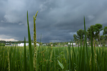rice in the fields and cloudy weather