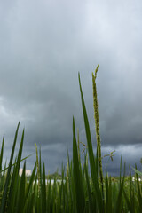 Obraz na płótnie Canvas rice in the fields and cloudy weather
