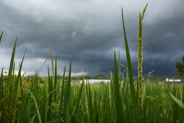 rice in the fields and cloudy weather