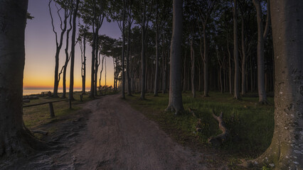 Gespensterwald Nienhagen 