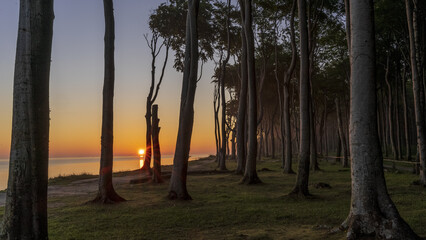 Gespensterwald Nienhagen 