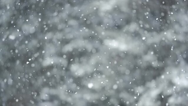 Falling snow tree in the background, soft slow motion