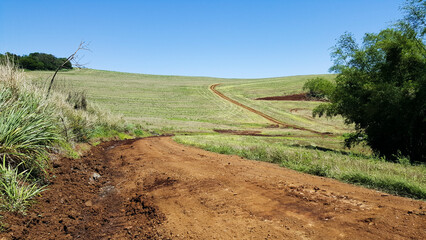 Composição horizontal de paisagem paranaense do brasil, com estrada em primeiro plano e área de plantação ao fundo.