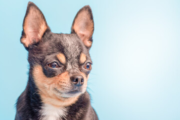 The dog of the Chihuahua breed is white, black and red color. Mini dog on a blue background.