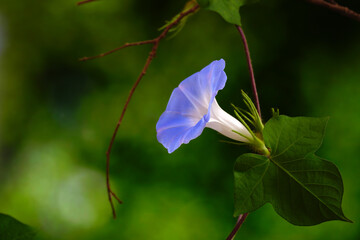 Wild Japanese morning glory flowers (Ipomoea nil) is a species of Ipomoea morning glory known by several common names, including picotee morning glory, ivy morning glory. Selective focus - obrazy, fototapety, plakaty