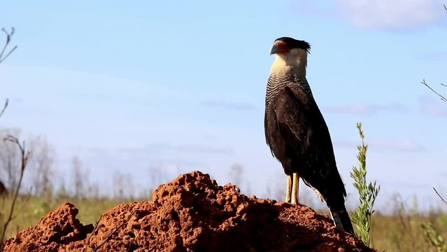 hawk in Serra da Canastra, State of Minas Gerais, Brazil