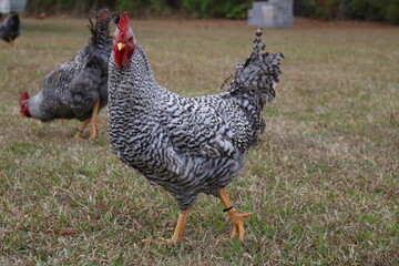 range chicken on grass