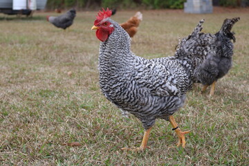 Free range rooster protecting flock