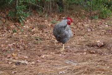 Free range rooster