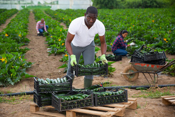 Portrait of African American man working on vegetable plantation, stacking plastic boxes with...