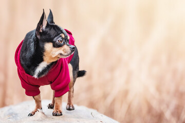 Chihuahua tricolor dog in burgundy clothes on a walk. Cute dog, pet.
