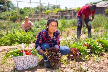 Mexican woman gardener during harvesting of lettuce in garden