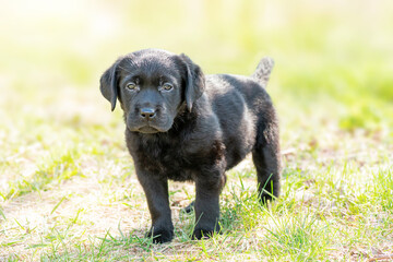 Black labrador on green grass. Portrait of a dog one month old labrador retriever puppy.