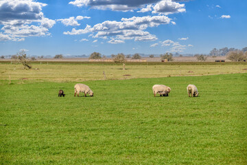 ovejas en campo de hierba cielo con nubes
