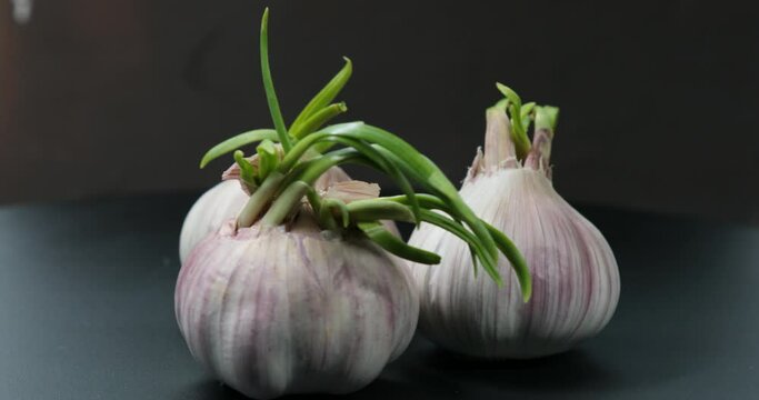 Sprouted bulbs of garlic