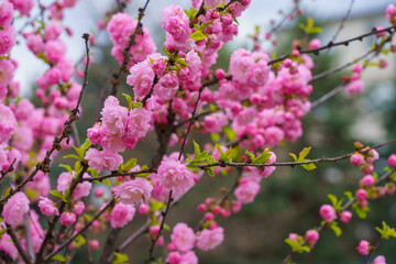 Flowers on a branch of sakura tree with selective focus on a blurred background. Defocused backdrop copy space