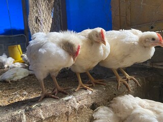 Sick and death Chickens, Disease Outbreaks, Avian Influenza or Newcastle Disease, Symptoms and clinical signs with high mortality