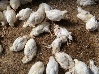 Sick and death Chickens, Disease Outbreaks, Avian Influenza or Newcastle Disease, Symptoms and...