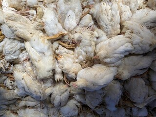 Sick Chickens, Disease Outbreaks, Avian Influenza or Newcastle Disease, Symptoms and clinical signs...