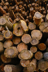 Heating season.solid fuel. Tree Trunks For Heating.Dry Chopped Firewood Logs In A Pile. The Chopped And Sawn Trunks Of Trees.Large Log Woodpile