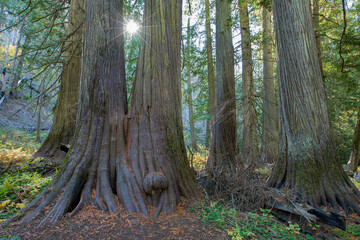 Obraz premium Ancient Cedar Grove