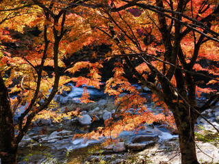 紅葉　紅葉　奥津渓　岡山県
