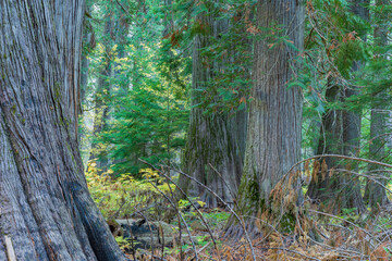 Ancient Cedar Grove