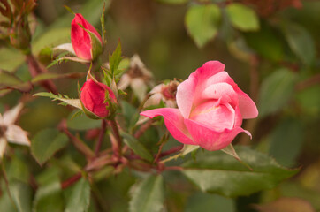 Obraz premium Partially open pink rose. Two rosebuds can also be seen. The leaves of the roses are dark green.