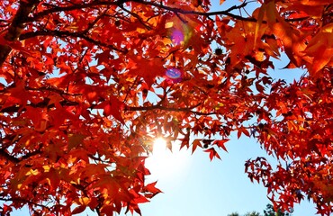 きれいな紅葉　秋の公園　風景