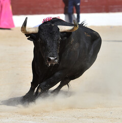un toro negro  en una plaza de toros en españa