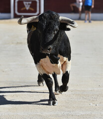 un toro bravo español en una plaza de toros