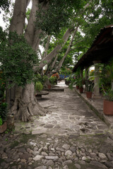 Árboles en hacienda colonial antigua