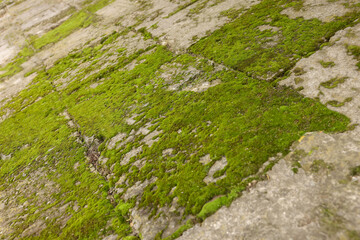 Textured surface with moss as background, closeup
