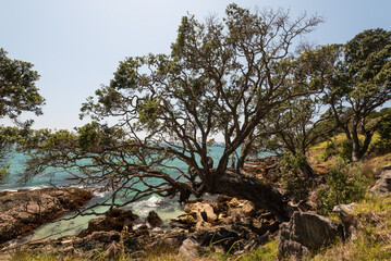  Large pōhutukawa tree clinging to the headland above the stratified, limestone, pancake rocks,...