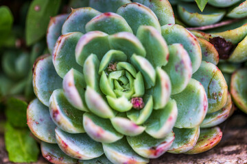 Closeup of a succulent plant