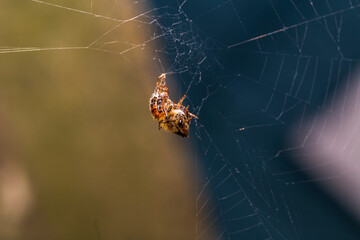 Closeup of a spider wrapping a bee on a web