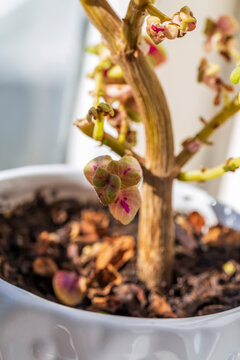 Neglected House Plant Still Growing Beautifully