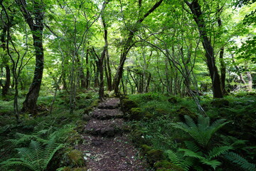 fine path through fern and mossy rocks