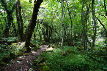 refreshing summer forest and path in the gleaming sunlight