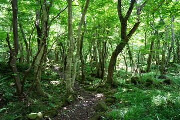 refreshing summer forest and path in the gleaming sunlight
