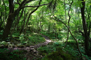 Fototapeta premium summer path through old trees and vines