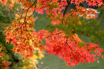 華やかに色づいたもみじの葉