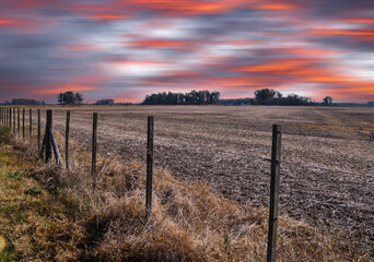 Fototapeta premium campo siembra trigo choclo con cielo atardecer