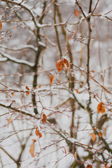 Snow covered trees, beautiful Bosnian mountain Prenj, Rujista. 
Winter in Bosnia. Idyllic atmosphere.