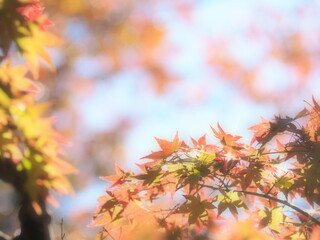 秋イメージふんわり紅葉もみじ