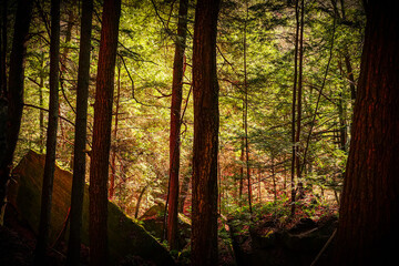 Obraz premium sun rays in the forest